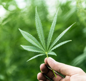 ¿Temperatura ideal para vapear Cannabis?