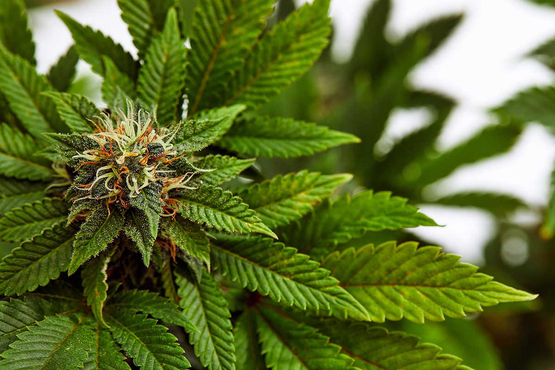 Vaporizadores Herbales CBD y THC